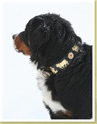 1 1/2" Large Contemporary Swiss Dog Collar