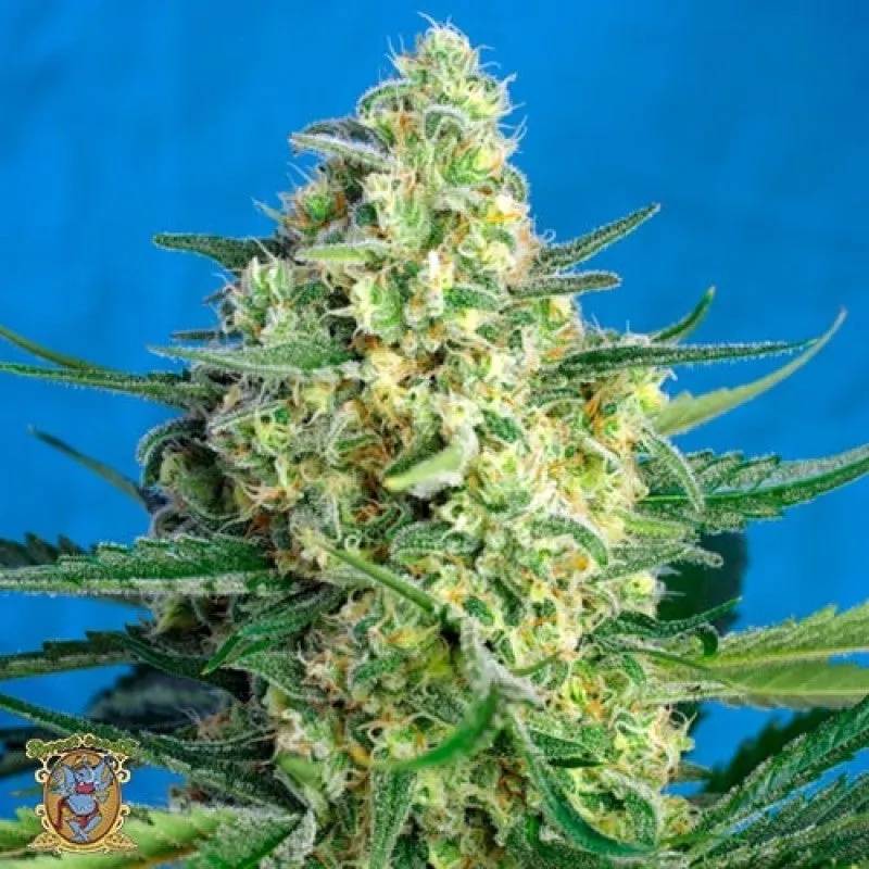 SEE045: Magnum Auto Feminized 5 Seeds